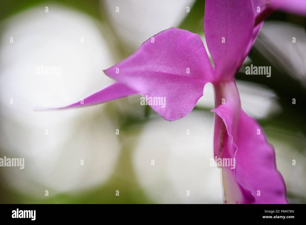 Orchid (Barkeria lindleyana). Monteverde. Costa Rica. Stock Photo