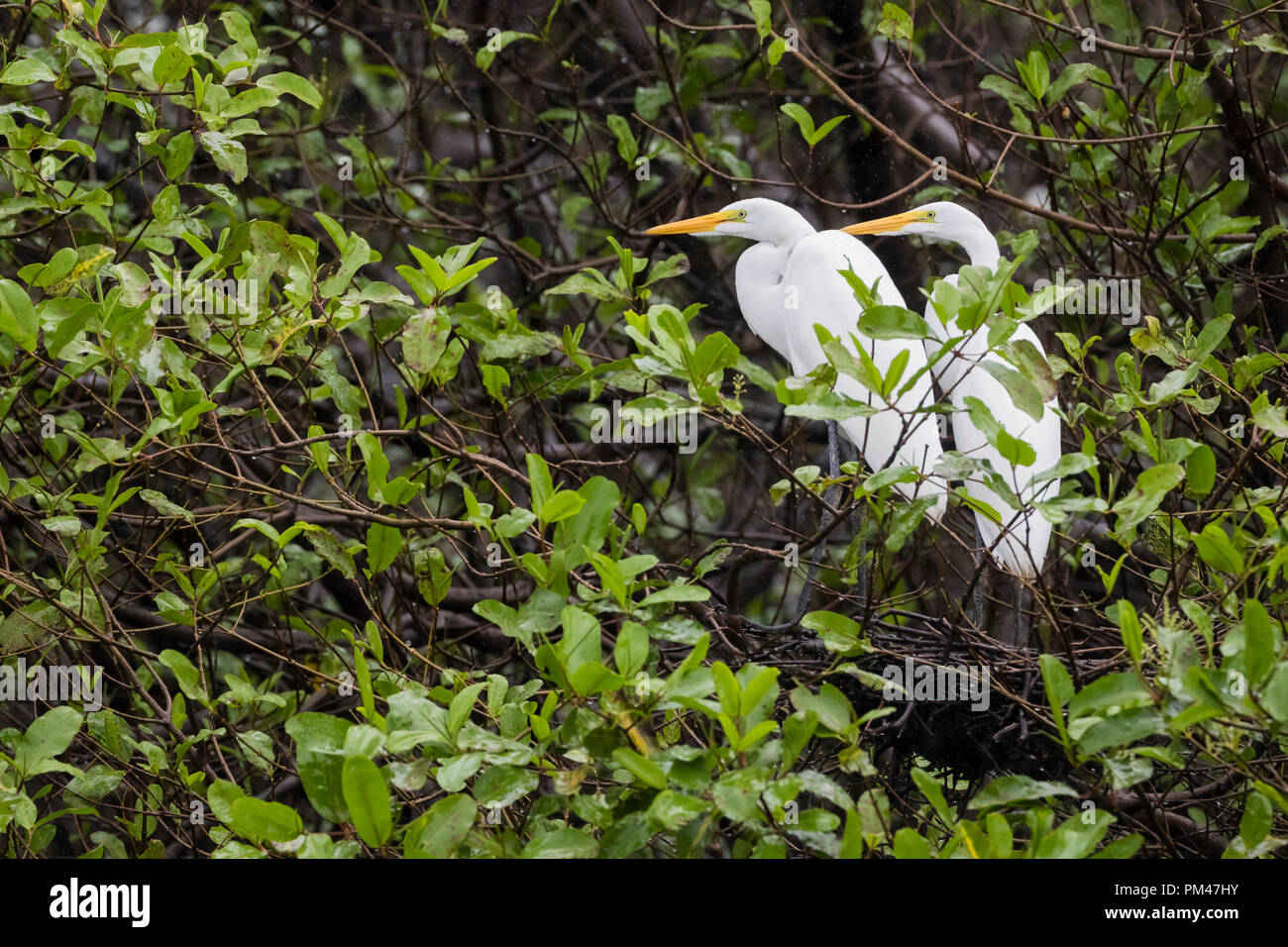 Great Egret (Ardea alba) nesting colony. Palo Verde National Park ...