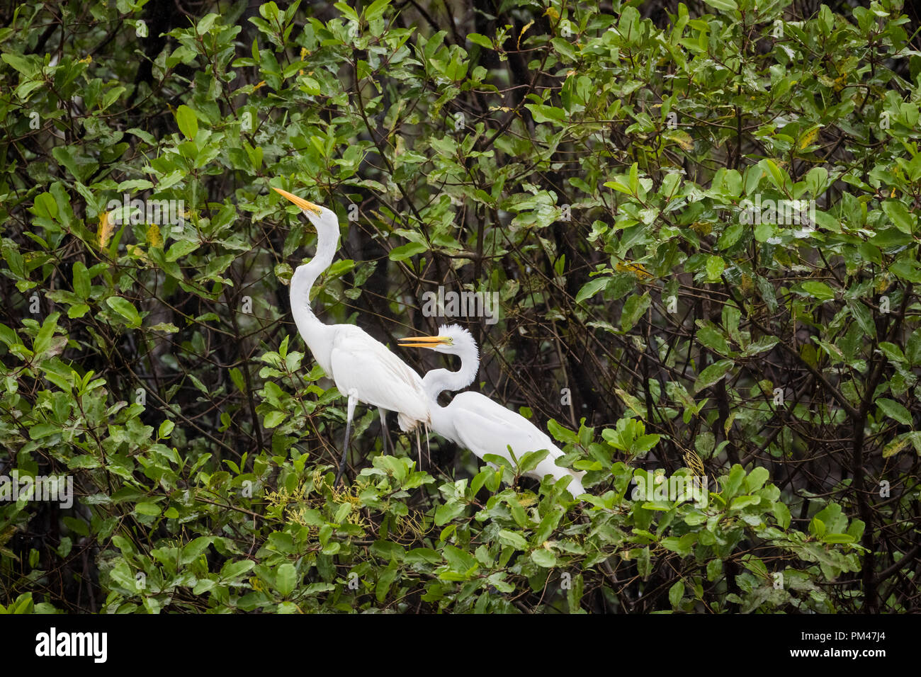 Great Egret (Ardea alba) known by it's large size & yellow beak, Nosara  Beach & river mouth. Nosara, Nicoya Peninsula, Guanacaste Province, Costa  Rica Stock Photo - Alamy