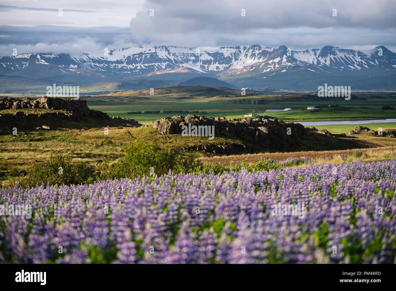 Icelandic landscape with flowers. Flowering fields of lupine in Iceland. View of the mountain