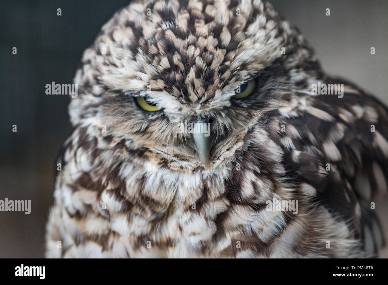Close up headshot of a angry looking little owl Stock Photo