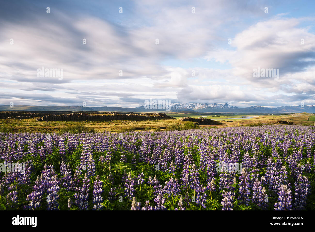 Fields of lupine