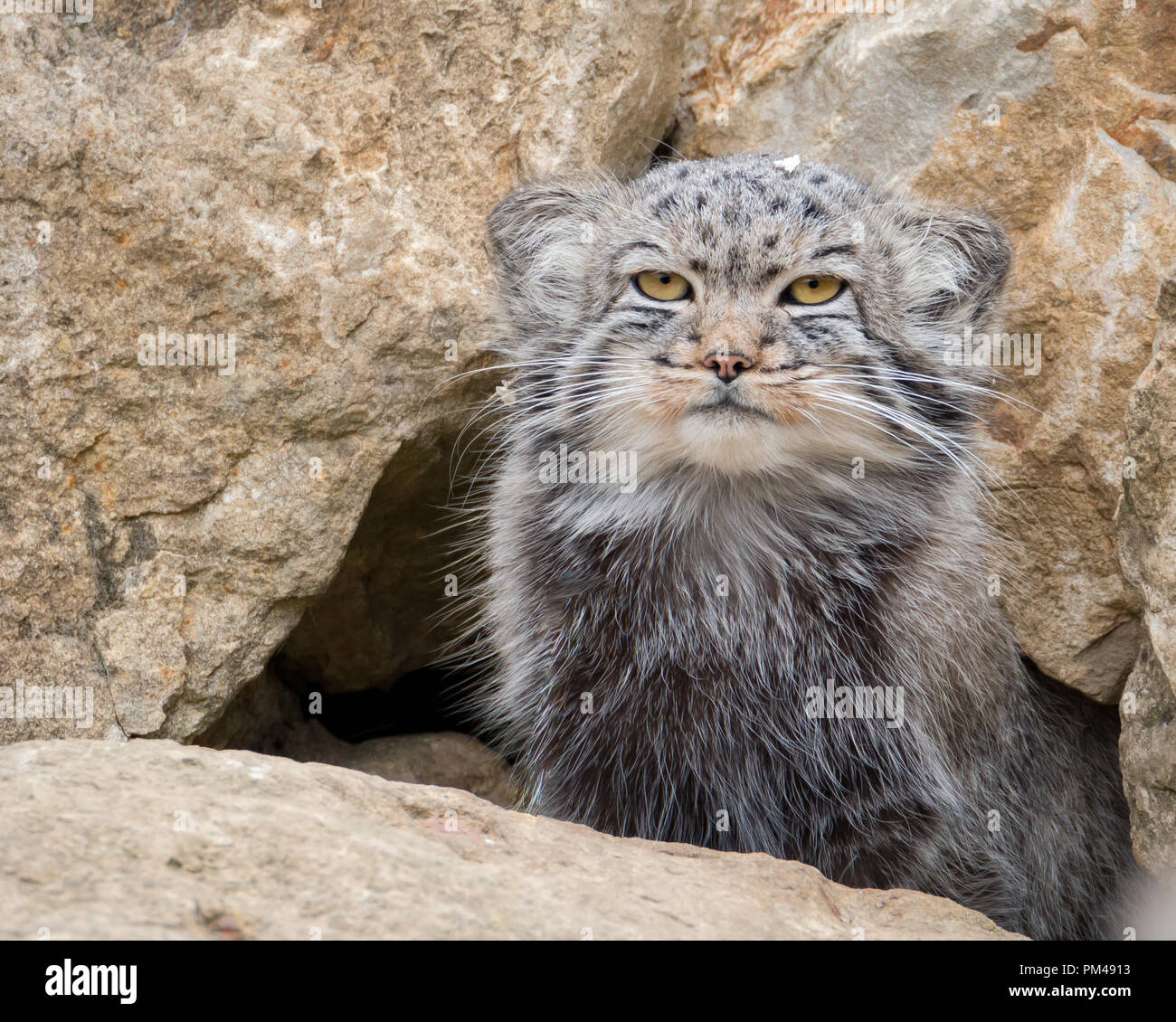 Pallas's cat Otocolobus manul sitting outside it's rocky den in Port Lympne Reserve safari park in Kent - England Stock Photo