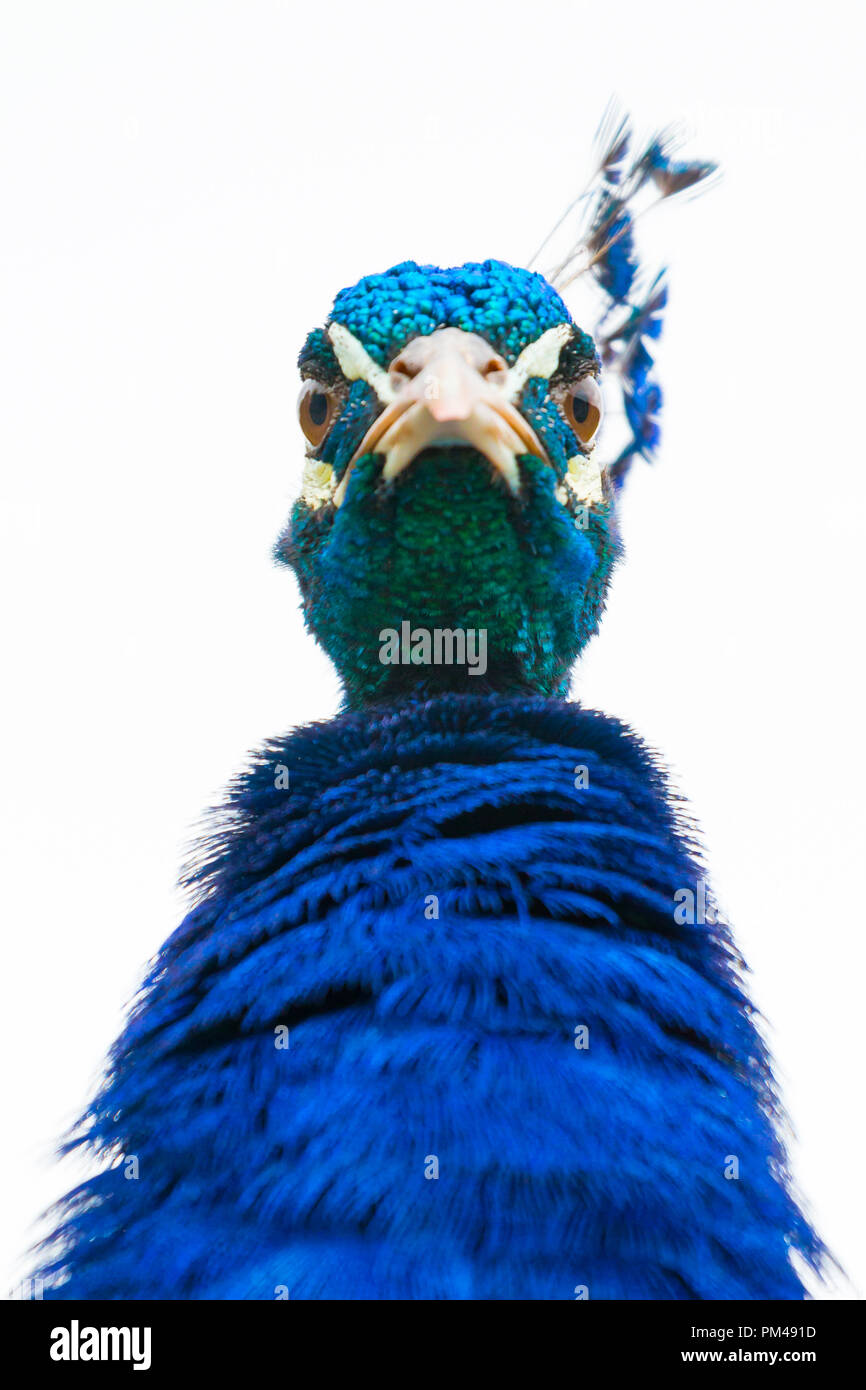 Portrait of a male peacock looking straight into the camera lens Stock ...