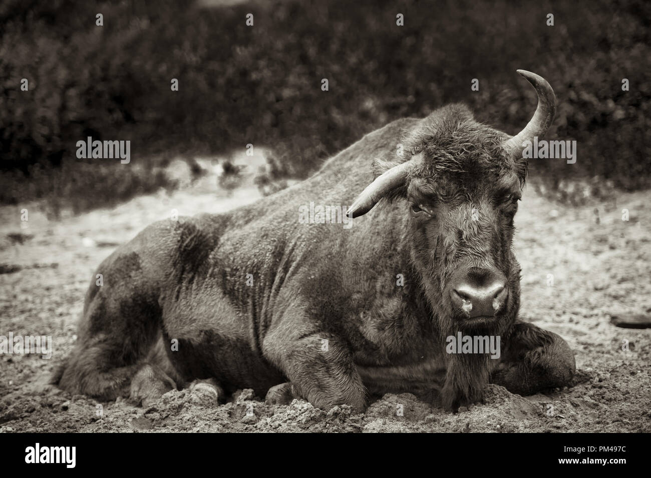 Animals in the reserve, Danki, Russian Federation Stock Photo