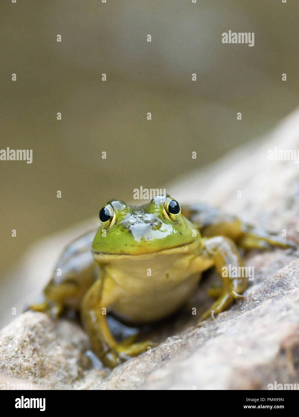 A green frog sits on a rock by a pond in New Hampshire, USA, at dusk Stock Photo Alamy