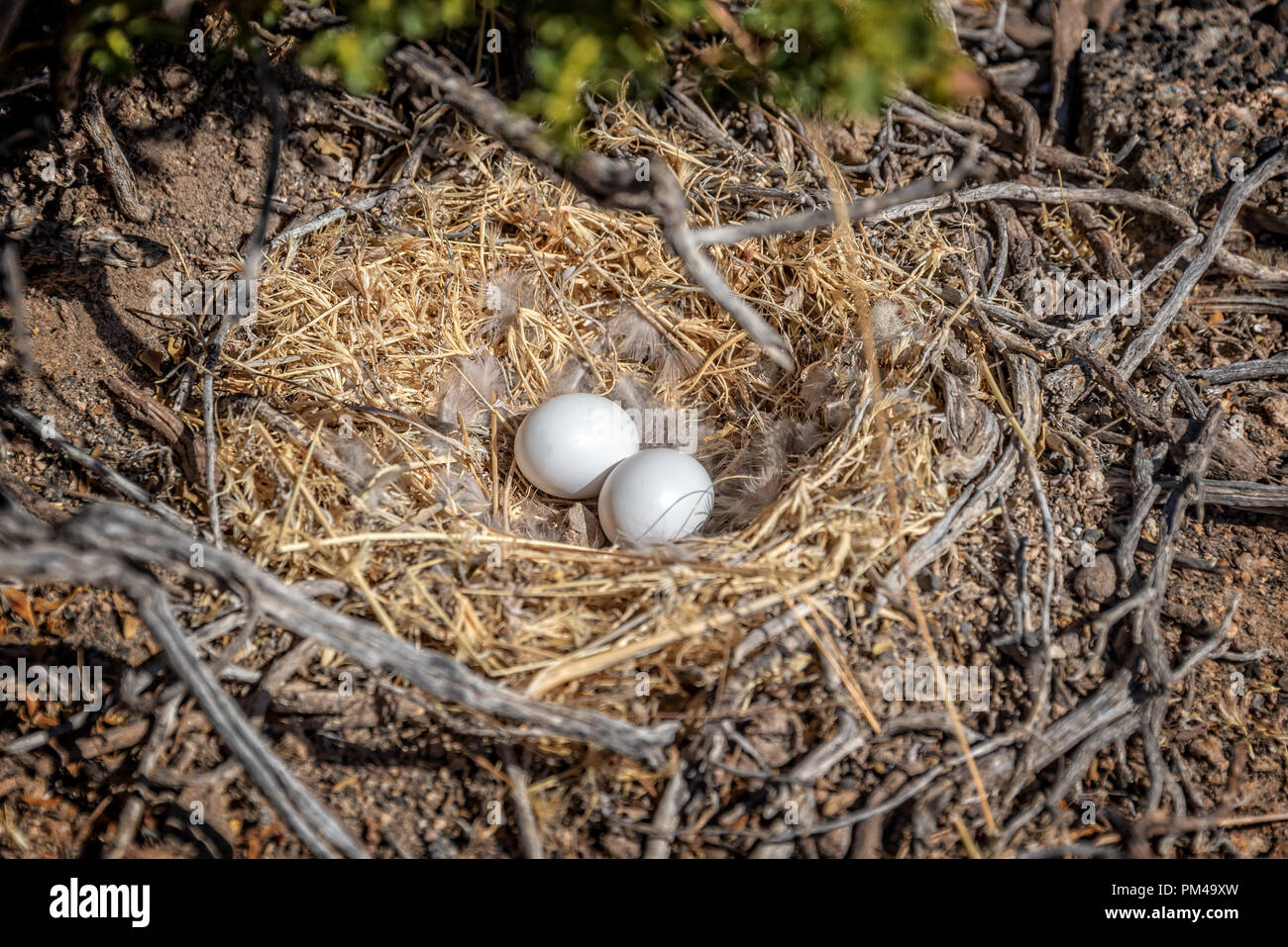 White eggs in a bird nest on the ground Stock Photo