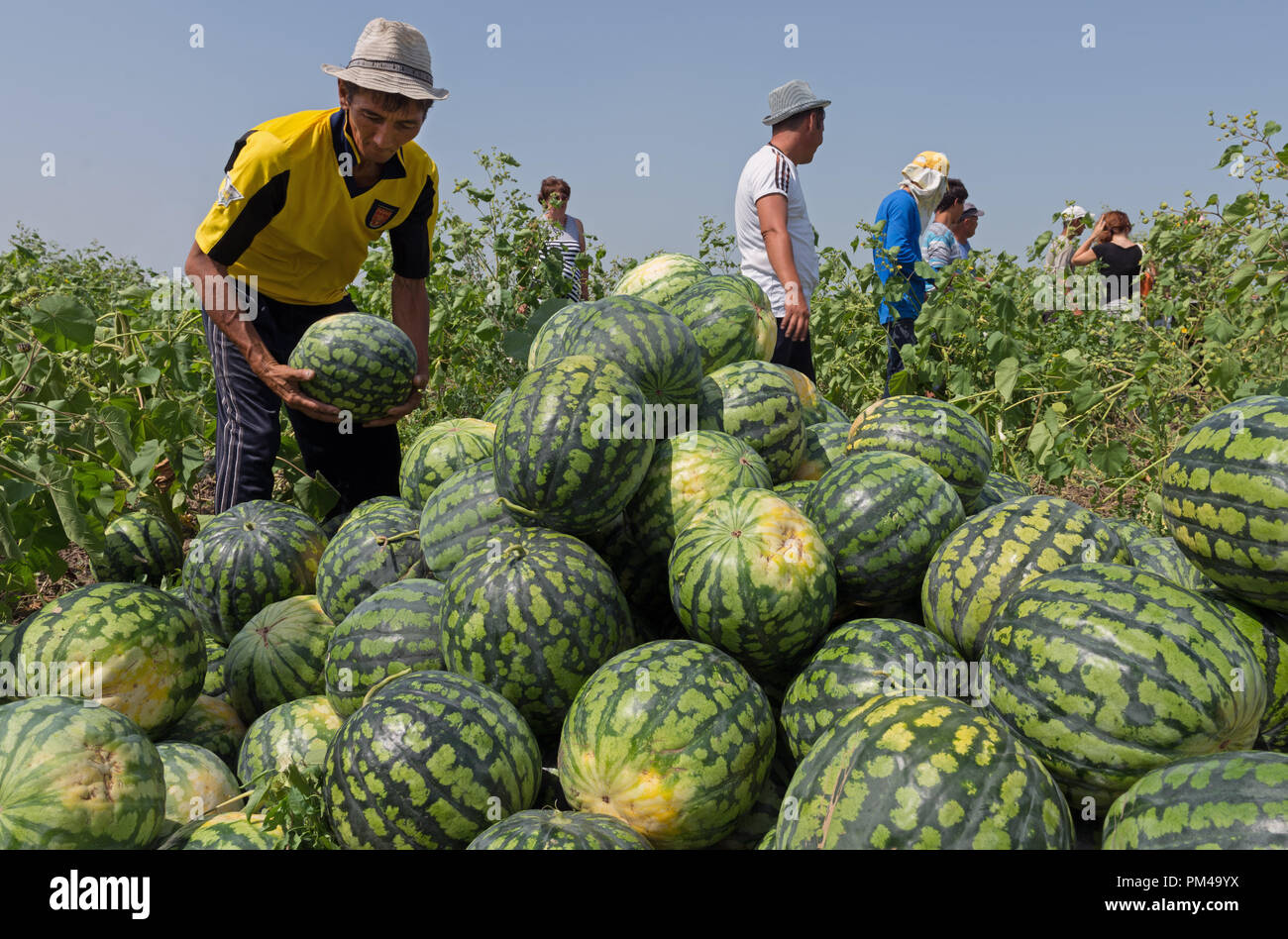 Water-melon plant harvest in Astrakhan region, Russia Stock Photo - Alamy