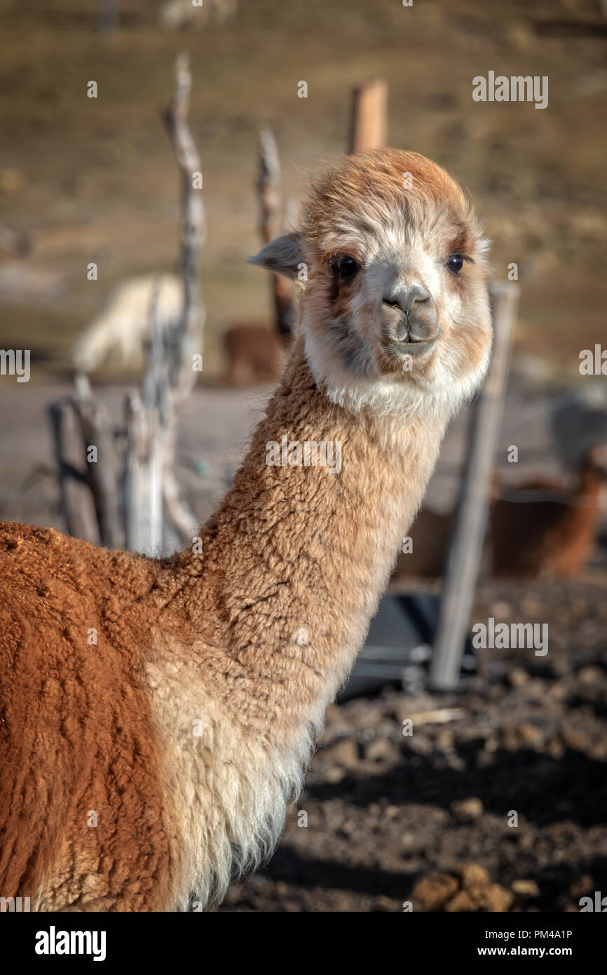 Red alpaca portrait in Bolivia Stock Photo