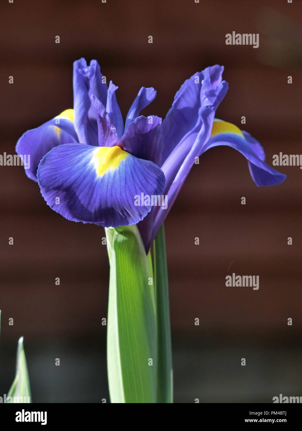 Dutch Iris Iris hollandica cultivar Blue Magic Flowering in Spring Stock Photo Alamy