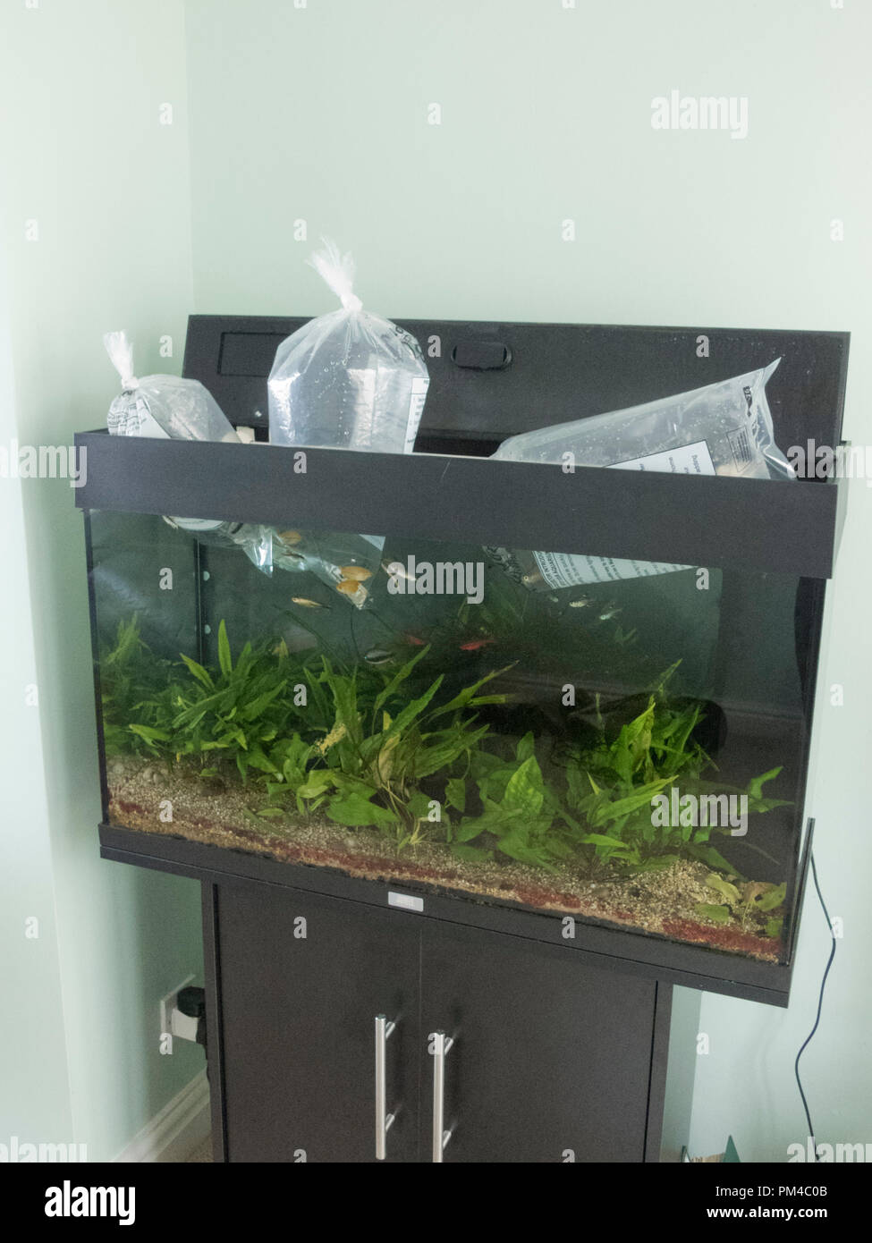 Tropical Freshwater Fish Being Introduced Into a Aquarium Stock Photo ...