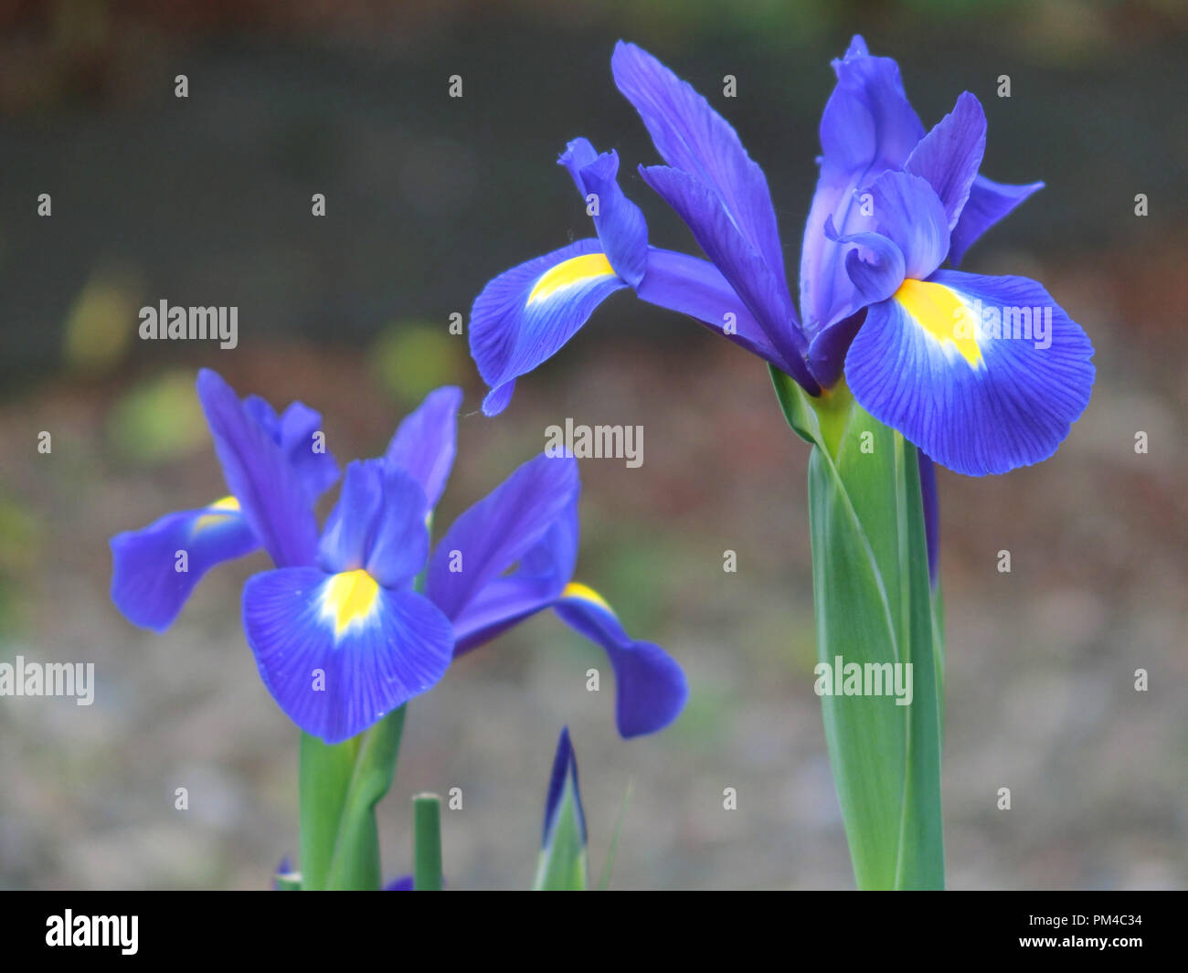 Dutch Iris Iris hollandica cultivar Blue Magic Flowering in Spring