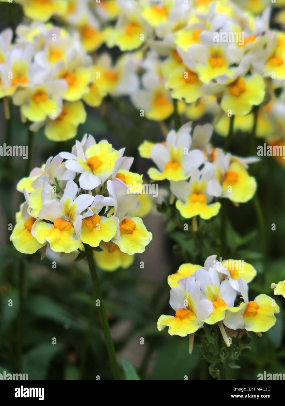 Nemesia Sunpeddle Yellow and White Hybrid Bedding Plant Stock Photo