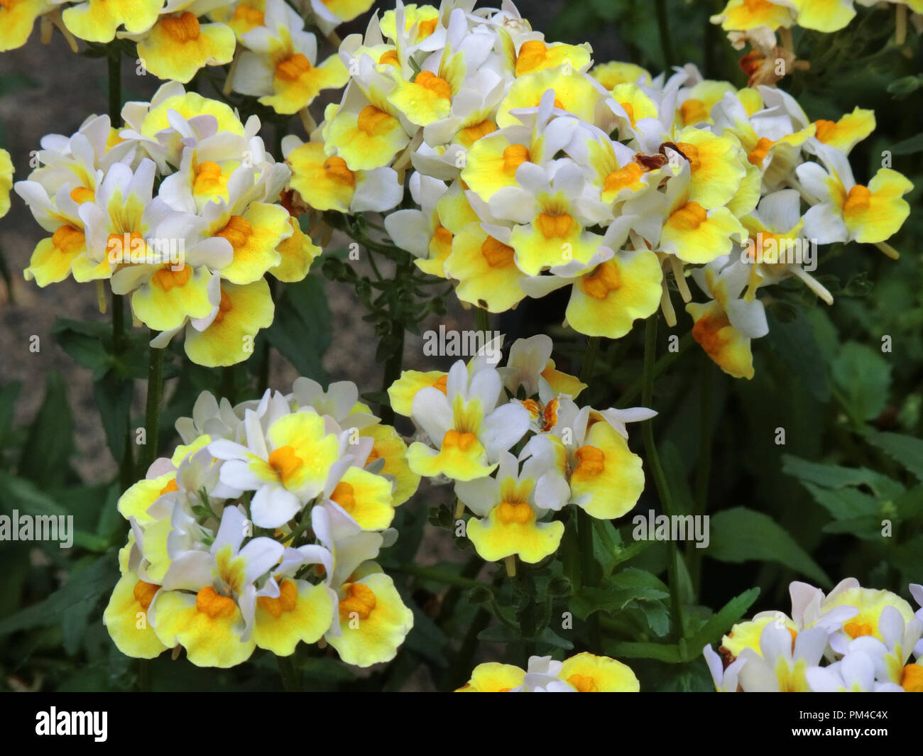Nemesia Sunpeddle Yellow and White Hybrid Bedding Plant Stock Photo