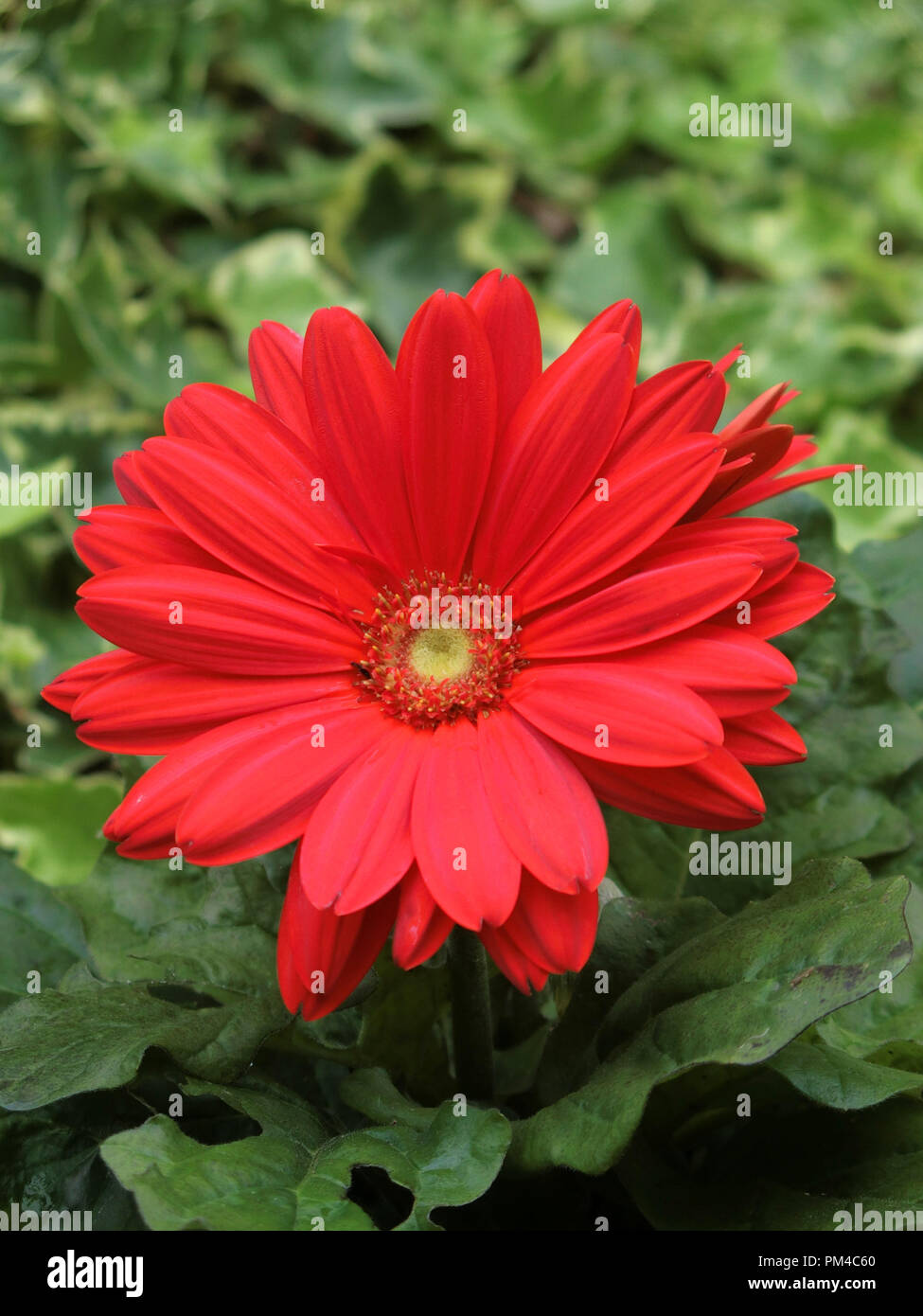 Red Gerbera jamesoni Mega Revolution i hybrid in Flower ( Transvaal