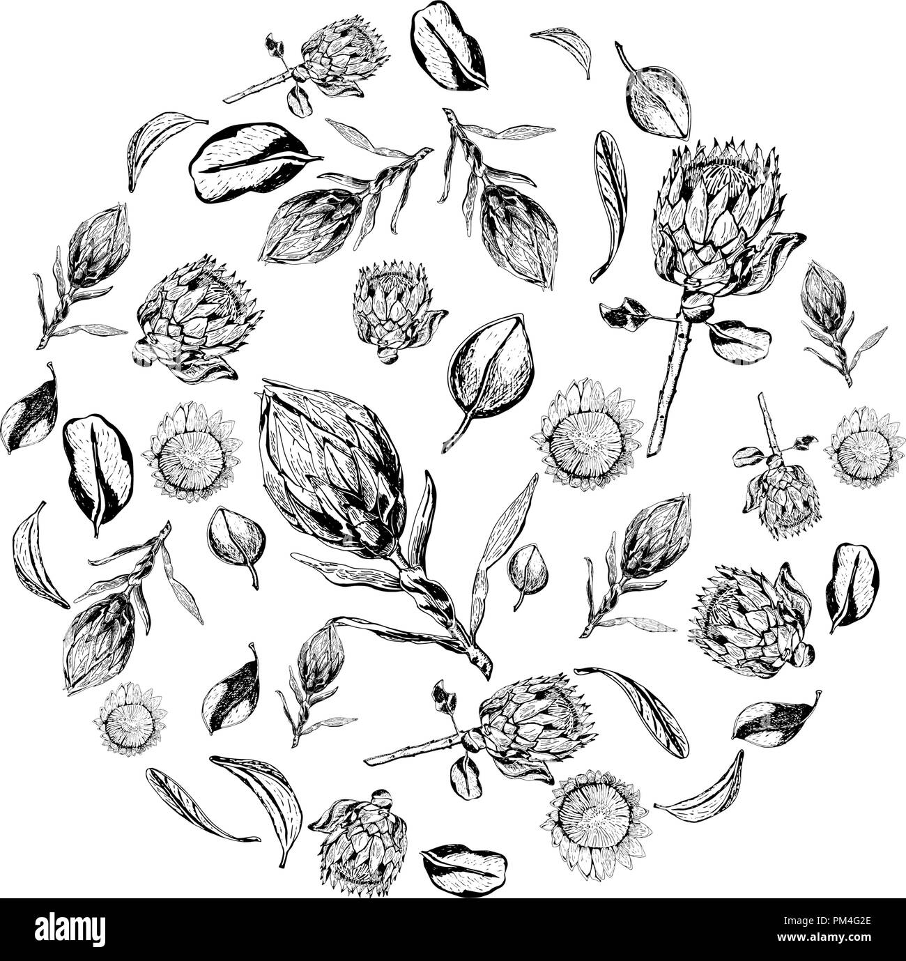 King protea flowers, buds and leaves items composed in circle shape. Protea, symbol of the South Africa, hand drawn in black and white. Stock Vector