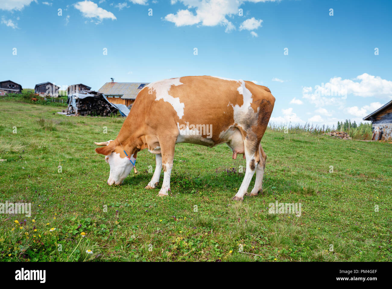 Brown cow grazing on green meadow.Agriculture concept. Stock Photo