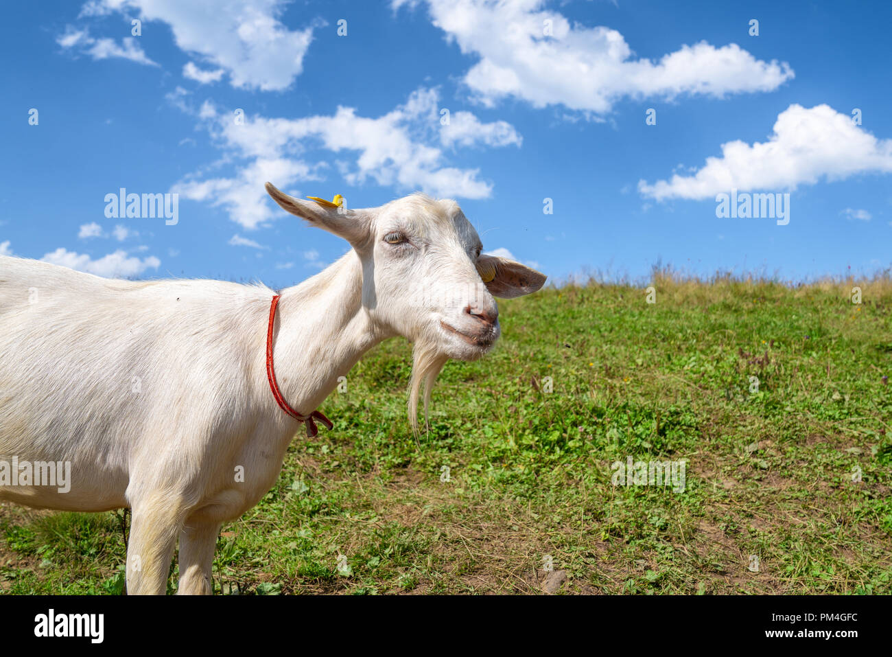 White and young goat on green meadow.Agriculture concept. Stock Photo