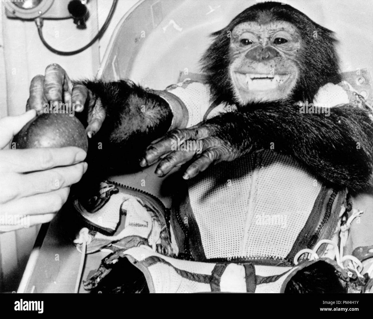 (31 Jan. 1961) --- Closeup view of the chimpanzee Ham, the live test subject for the Mercury-Redstone 2 (MR-2) test flight, following his successful recovery from the Atlantic. The 420-statute mile suborbital MR-2 flight by the 37-pound primate was a significant accomplishment on the American route toward manned spaceflight.   File Reference # 1003 183THA Stock Photo