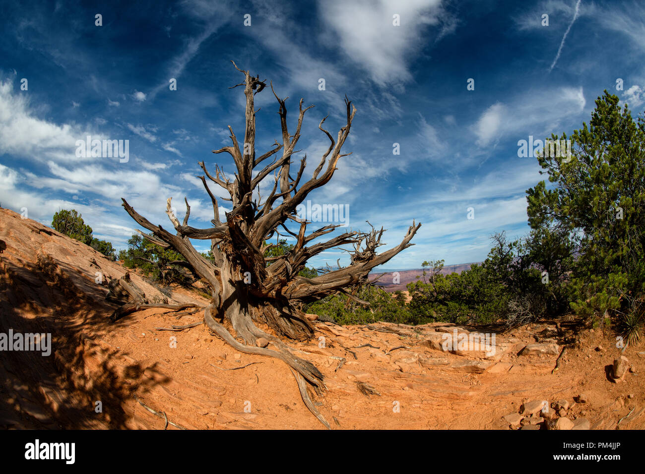Gnarled juniper snag in Canyonlands National Park, Utah USA Stock Photo