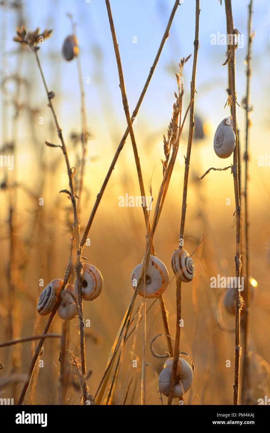 Sunset with snail shell on autumn field Stock Photo