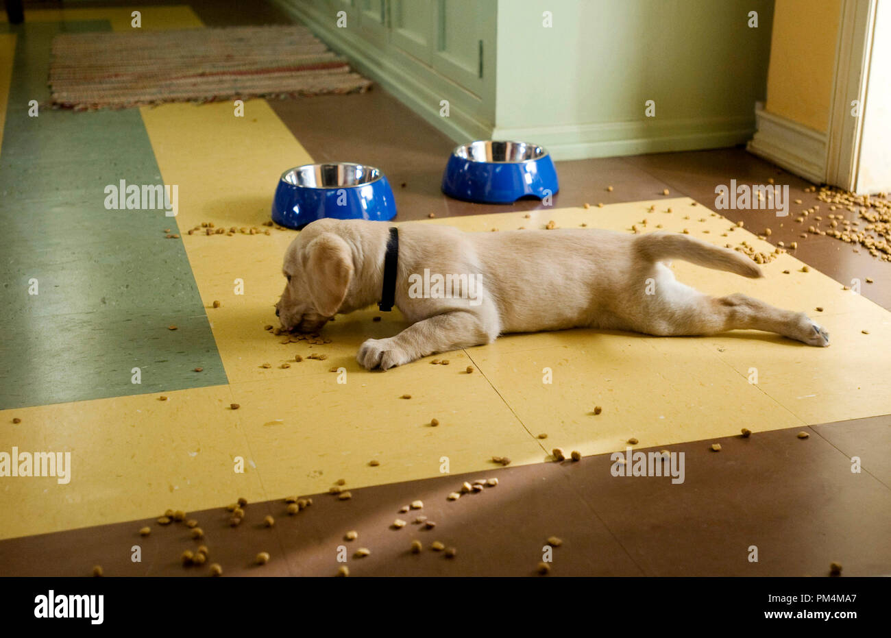 Even a simple meal turns into a disaster area when Marley’s involved. Stock Photo