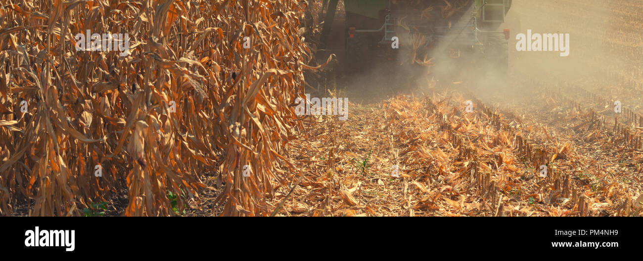 Combine harvester is harvesting cultivated ripe corn crops in field Stock Photo