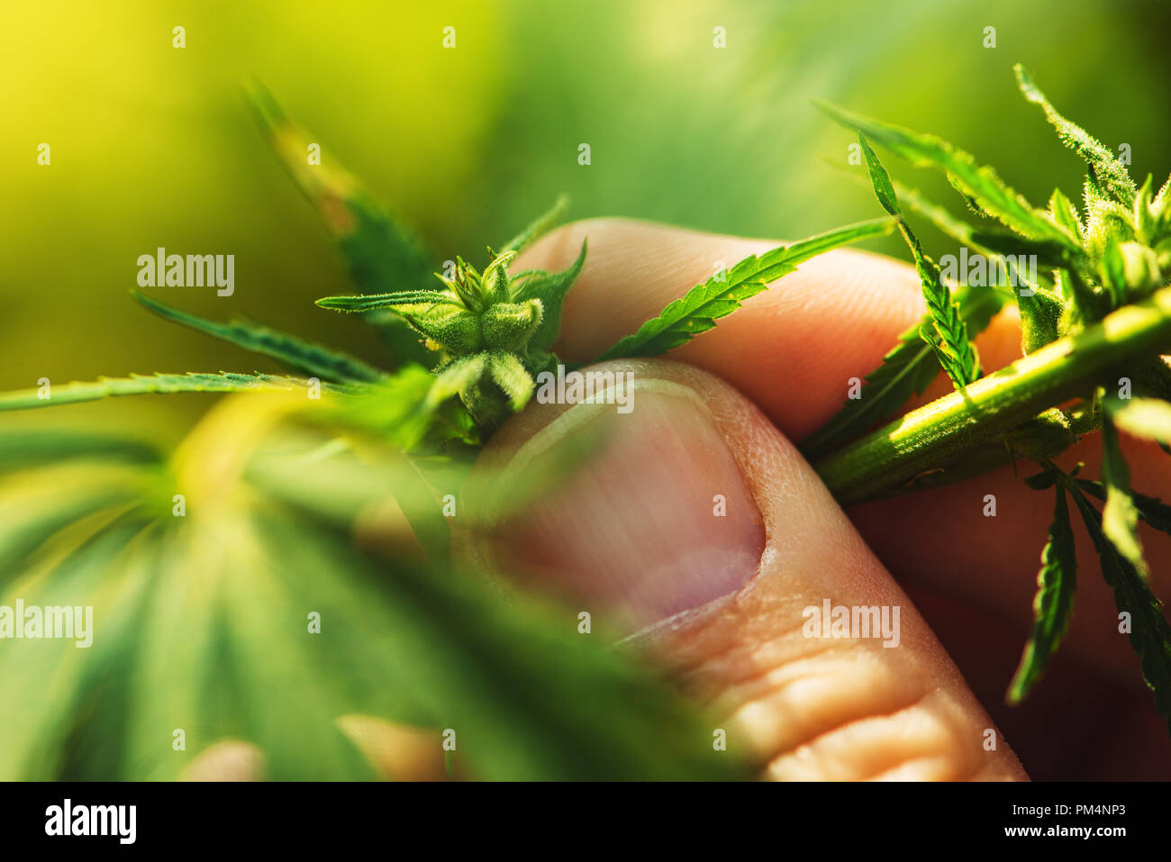 Farmer is examining cannabis hemp male plant flower development, extreme close up of fingers touching delicate herb part Stock Photo