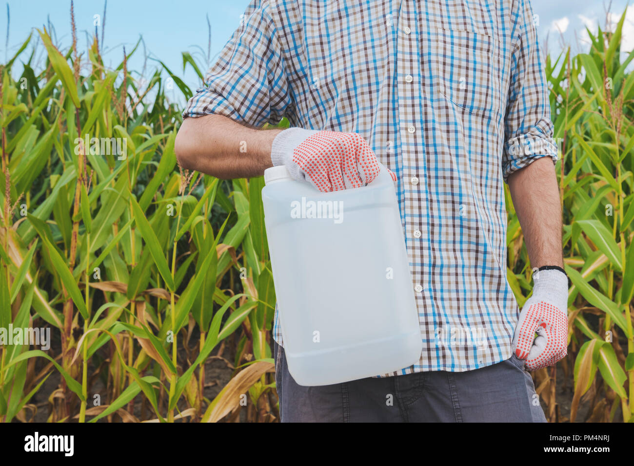 Farmer holding pesticide chemical jug in cornfield. Blank unlabelled bottle as mock up copy space for herbicide, fungicide or insecticide used in corn Stock Photo