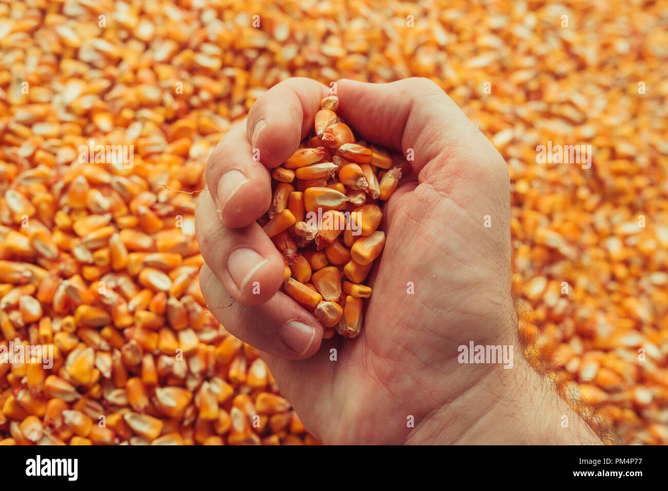 Farmer handful of harvested corn kernels, concept of abundance and great yield after successful harvest Stock Photo