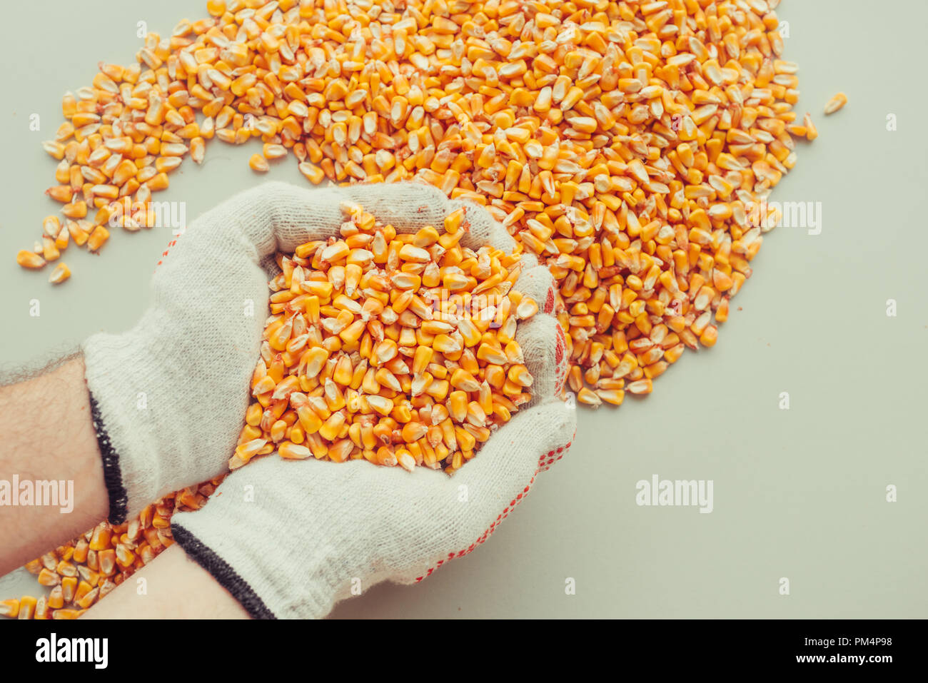 Farmer handful of harvested corn kernels, concept of abundance and great yield after successful harvest Stock Photo