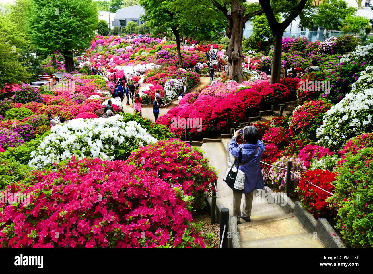 Visitors walking through colorful azalea blossoms during Bunkyo Azalea