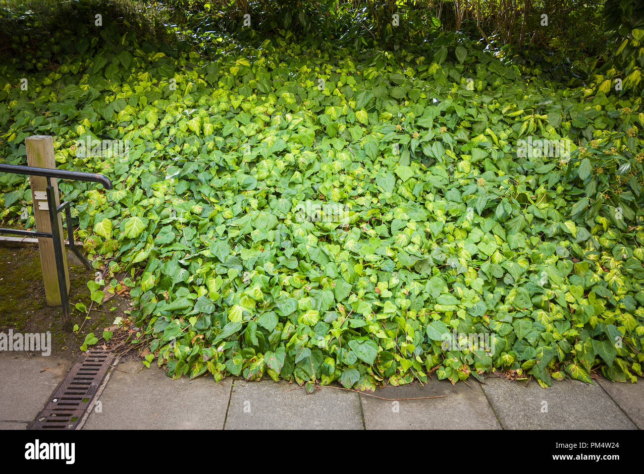 Ivy (Hedera) used as urban design evergreen ground cover in the UK Stock Photo