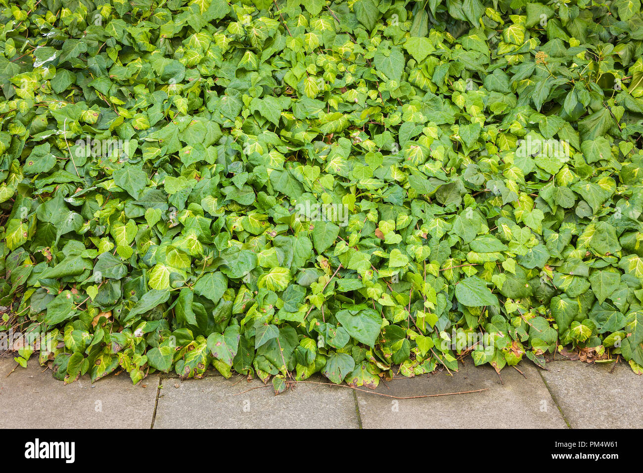 Ivy (Hedera) used as urban design evergreen ground cover in the UK Stock Photo