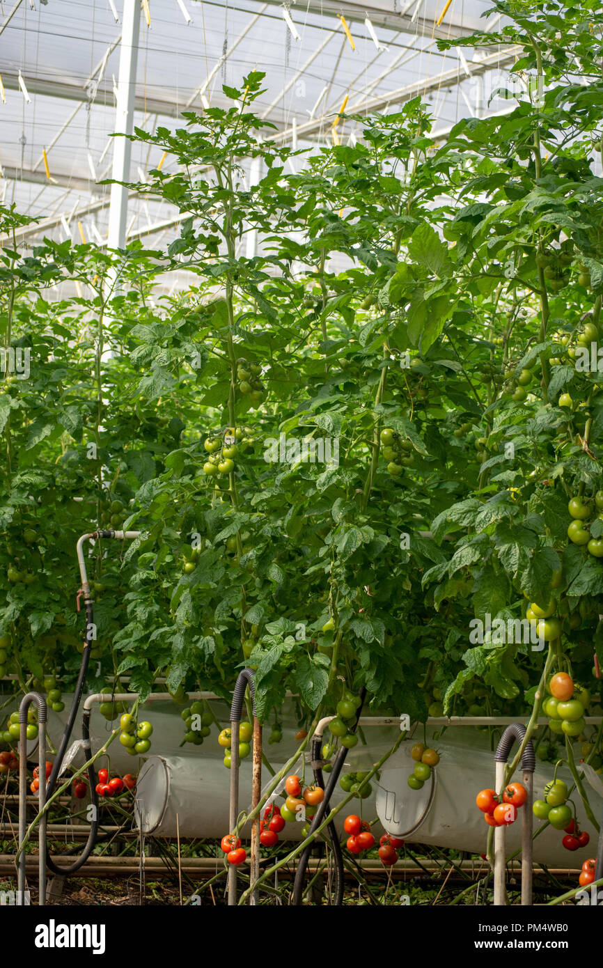 Dutch Bio Farming Big Greenhouse With Tomato Plants Growing