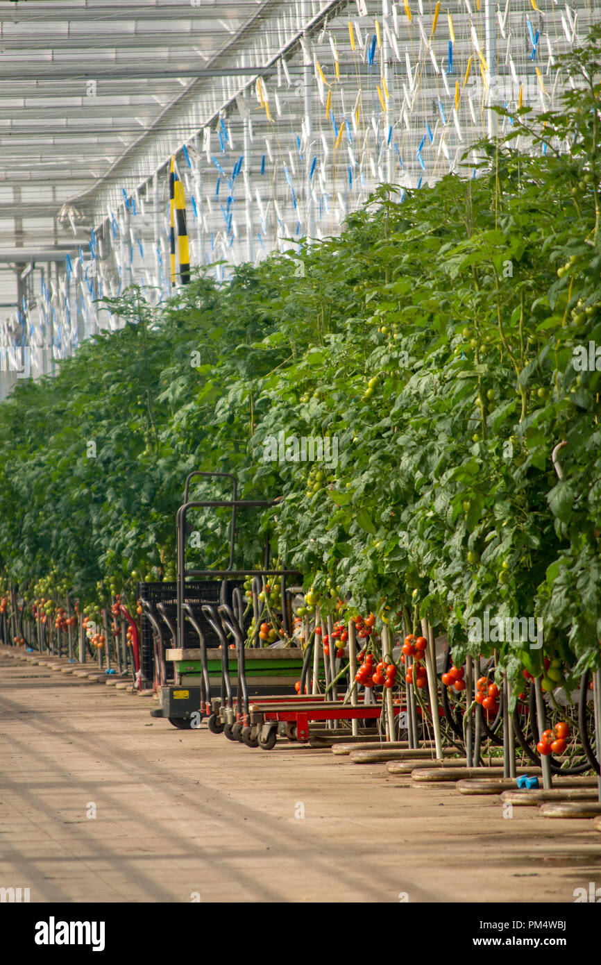 Dutch bio farming, big greenhouse with tomato plants, growing indoor