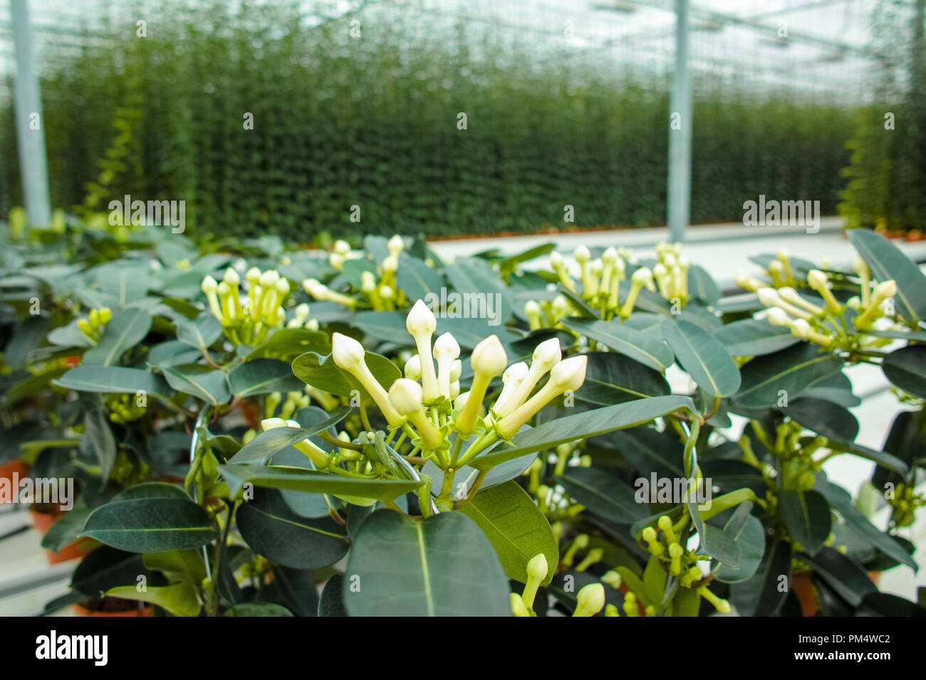 Stephanotis plant or Madagascar jasmine, cultivated as decorative or ornamental flower, popular element in wedding bouquets, growing in greenhouse Stock Photo