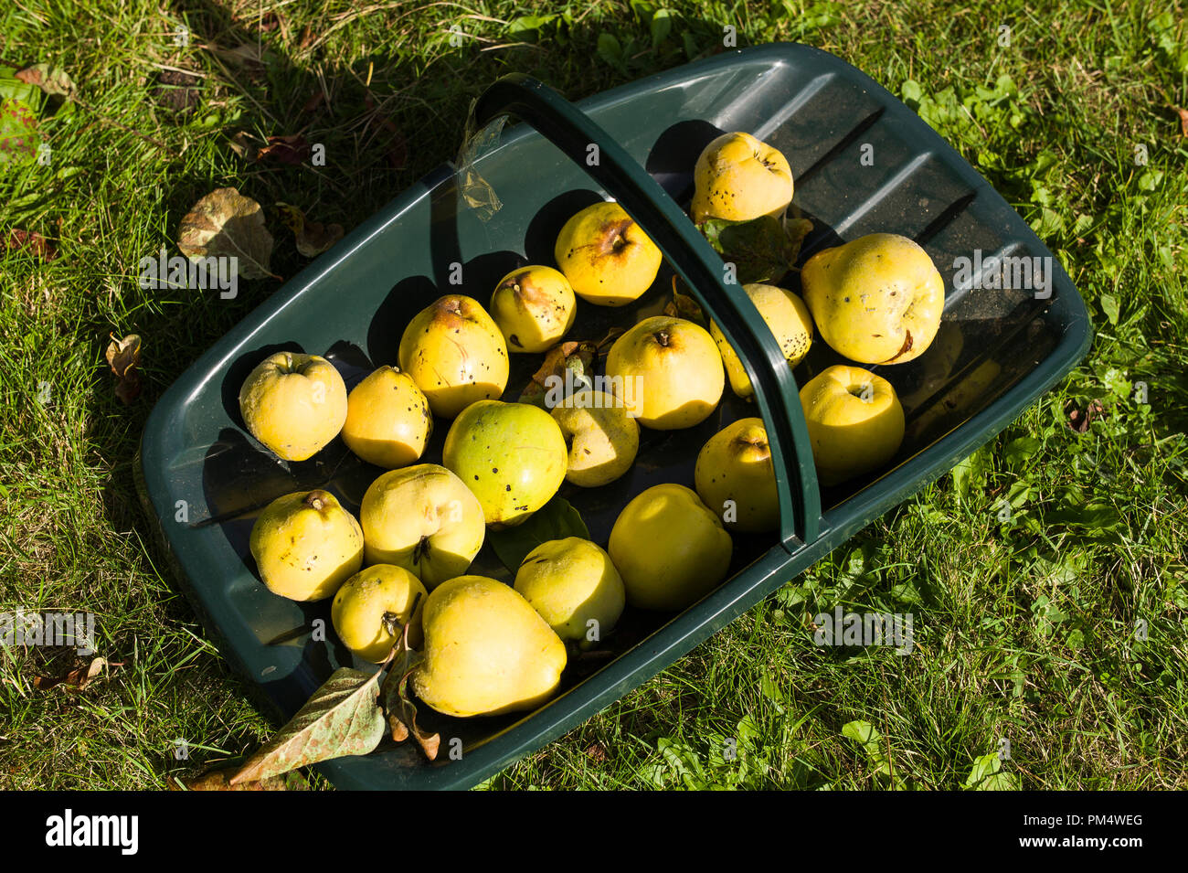 A green trug filled with freshly picked quince fruit home-grown in an English garden in UK (Cydonia oblonga Meech''s Prolific) Stock Photo