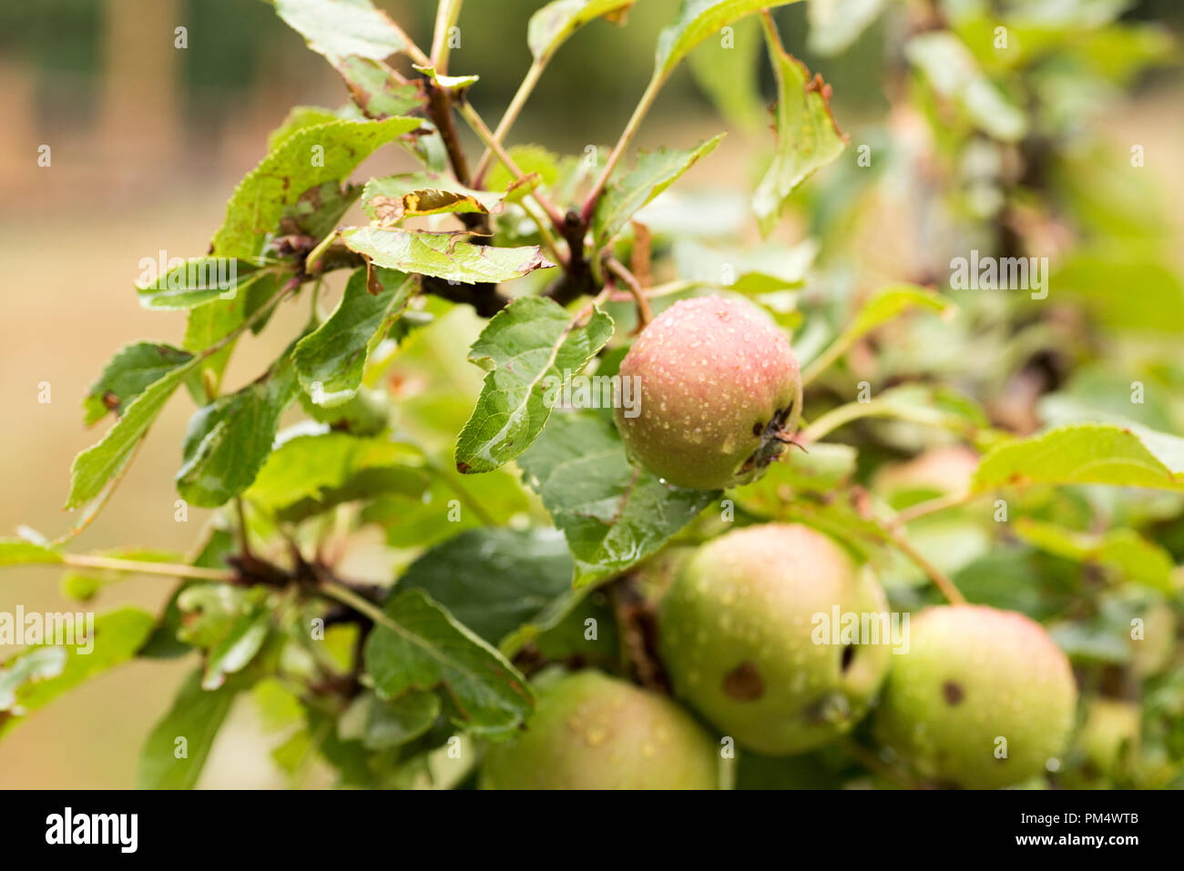 Fresh Red Apple On Tree Branch, Stock Photo