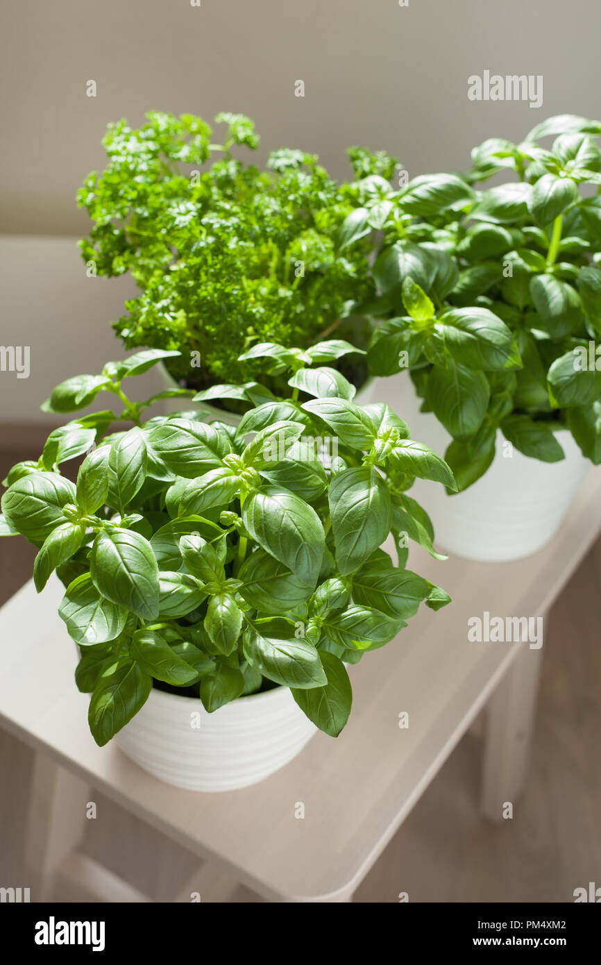 fresh basil and parsley herb in flowerpot Stock Photo Alamy