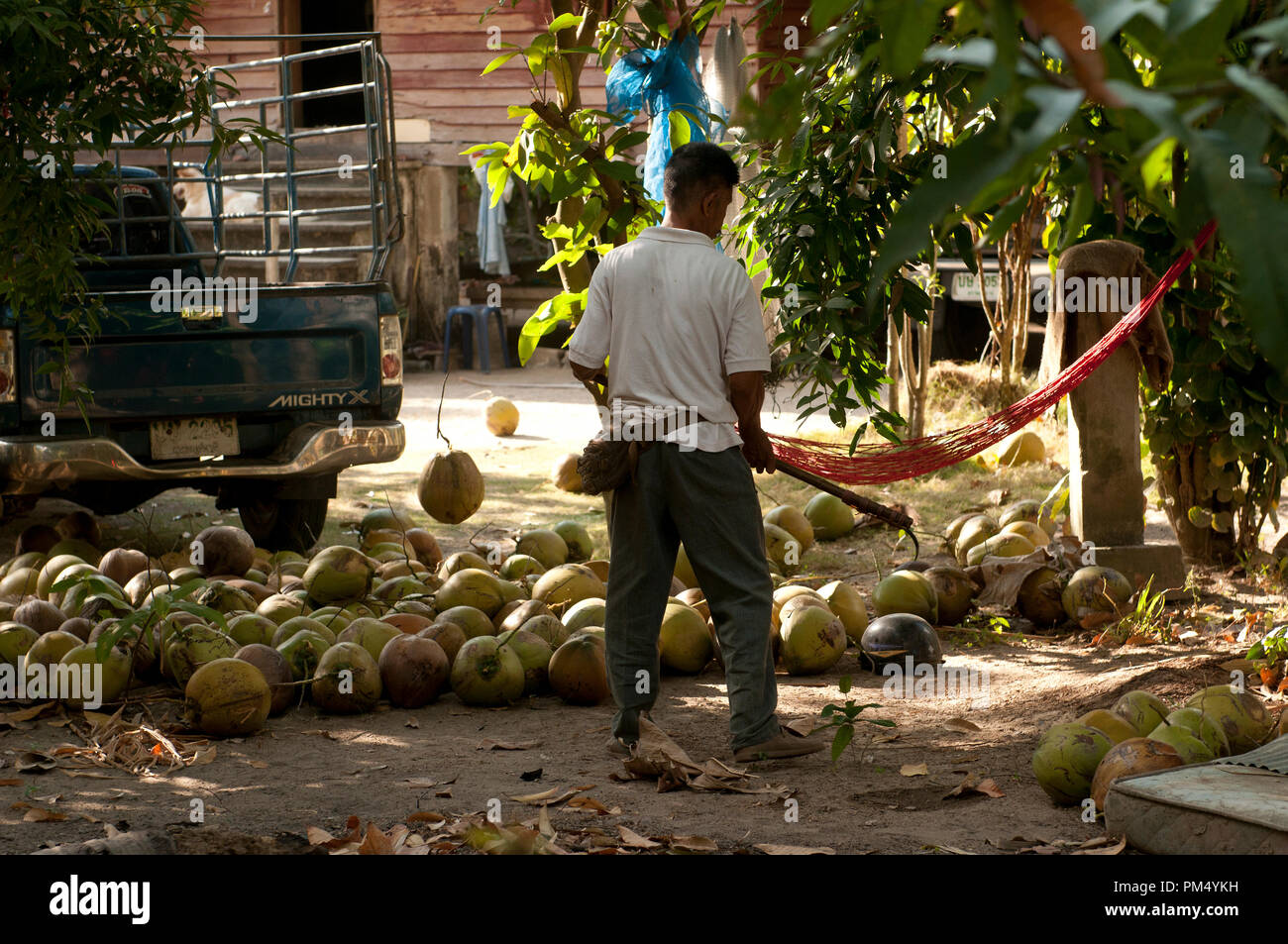 Récolte de noix hires stock photography and images Alamy
