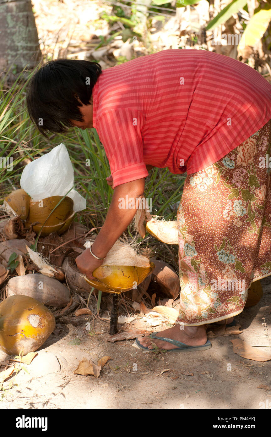 Thailand Ko Samui Harverst of coconut (Cocos nucifera) Opening coconut Thaïlande Koh