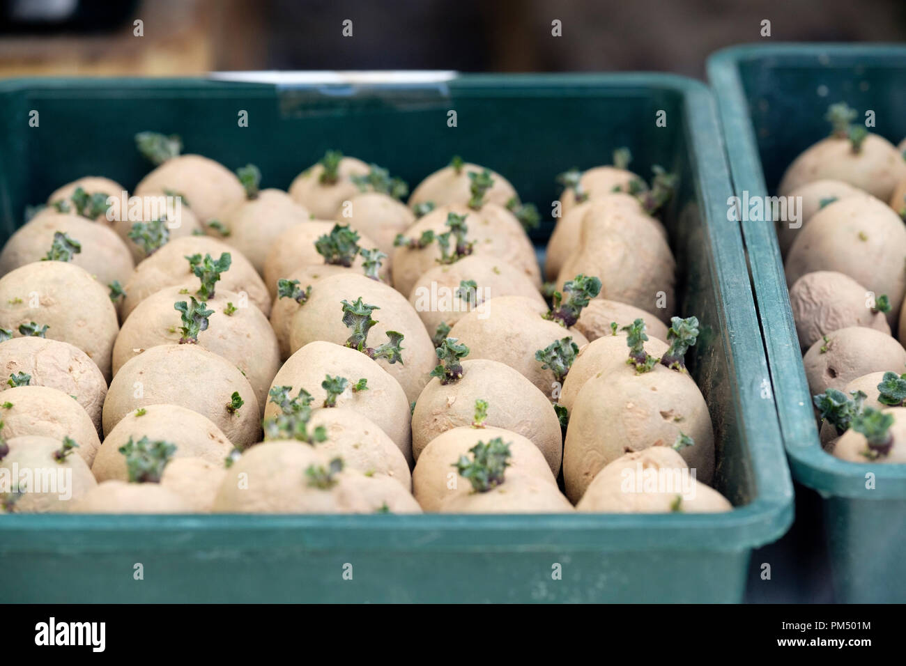Winter chitted (forced) sprouting potatoes ready for planting. Stock Photo