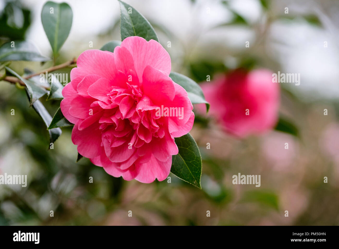 Dark pink flowers of Camellia × williamsii 'Anticipation' Stock Photo