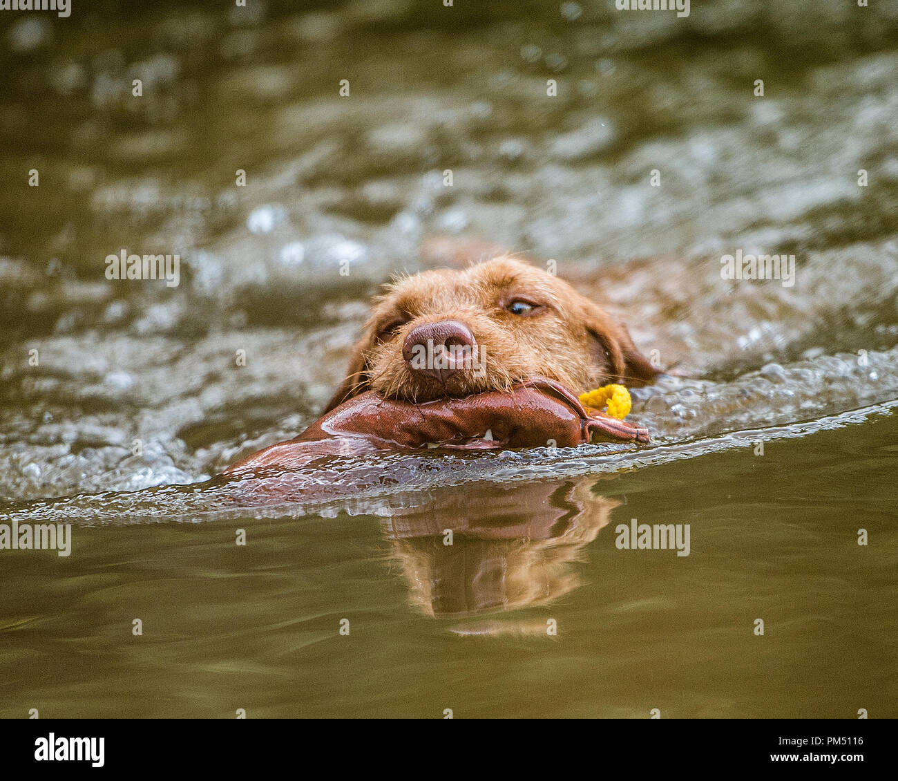hungarian wirehaired vizsla retrieving dummy from a lake Stock Photo