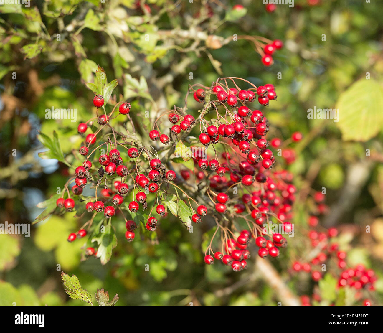 Crataegus monogyna, hawthorn berries Stock Photo