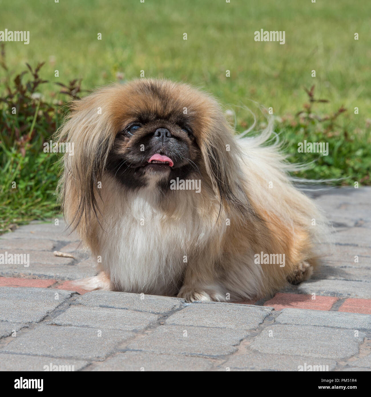 Sleeve pekingese hires stock photography and images Alamy