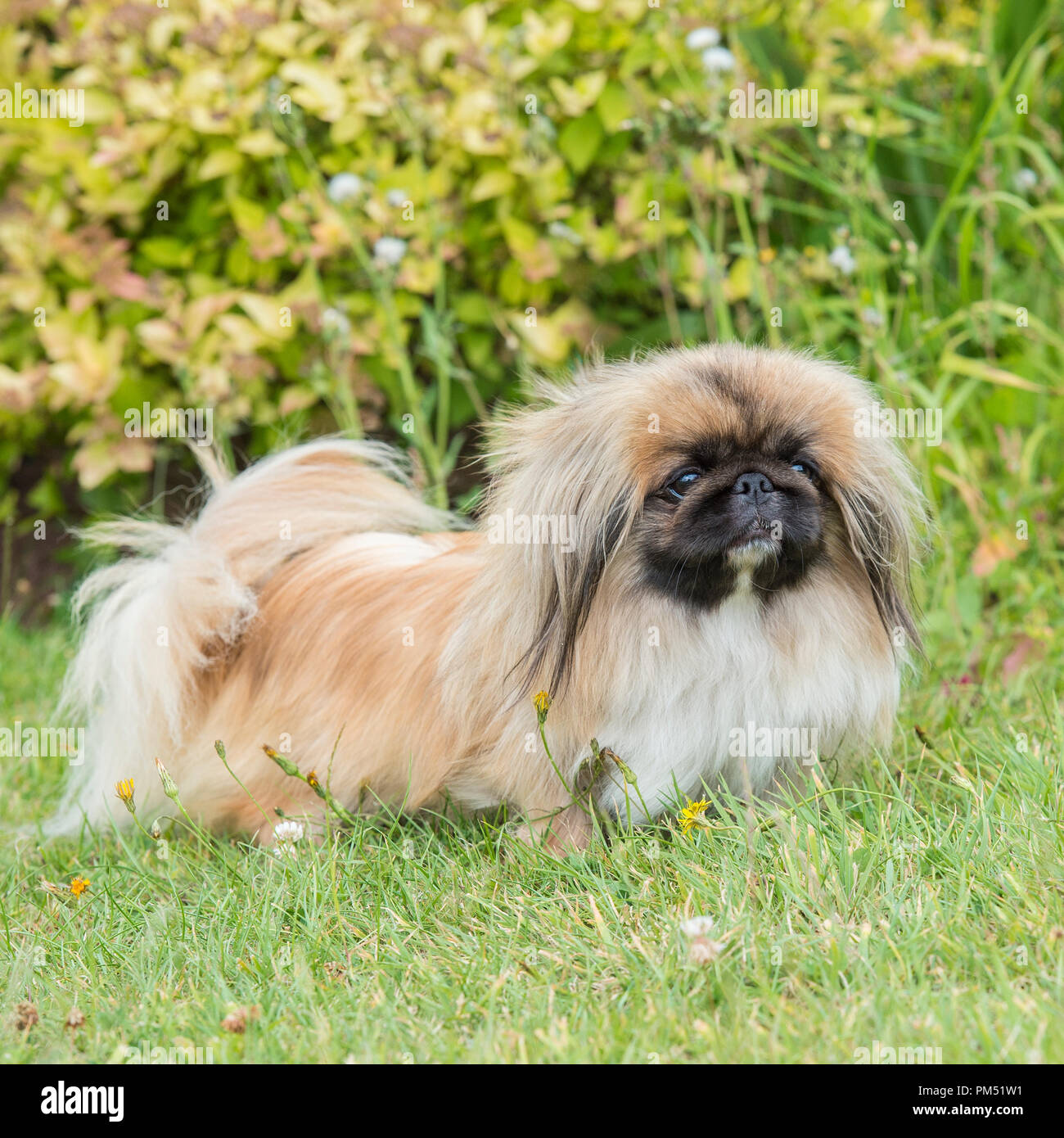 pekingese Stock Photo