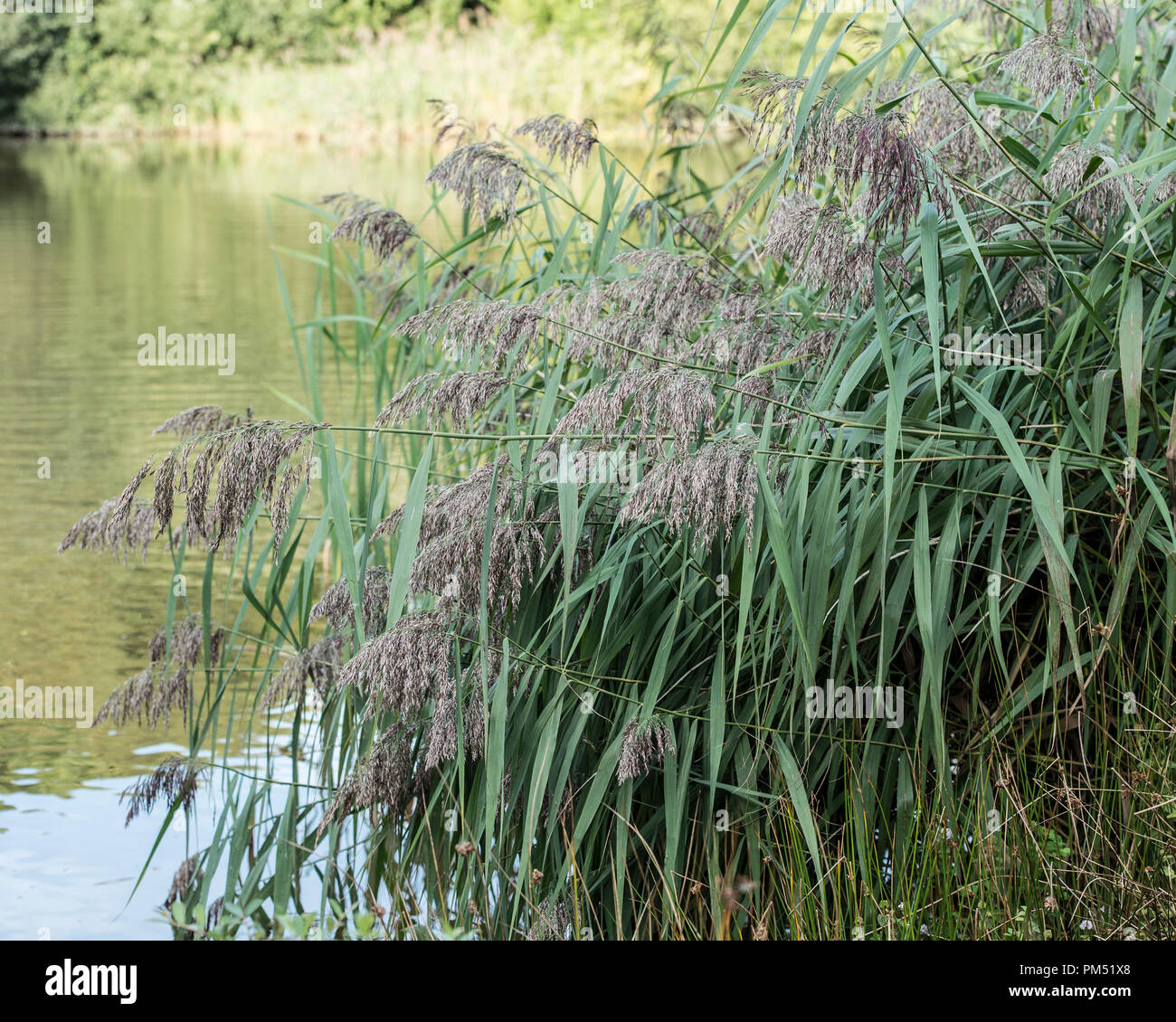 Phragmites australis  reed Stock Photo