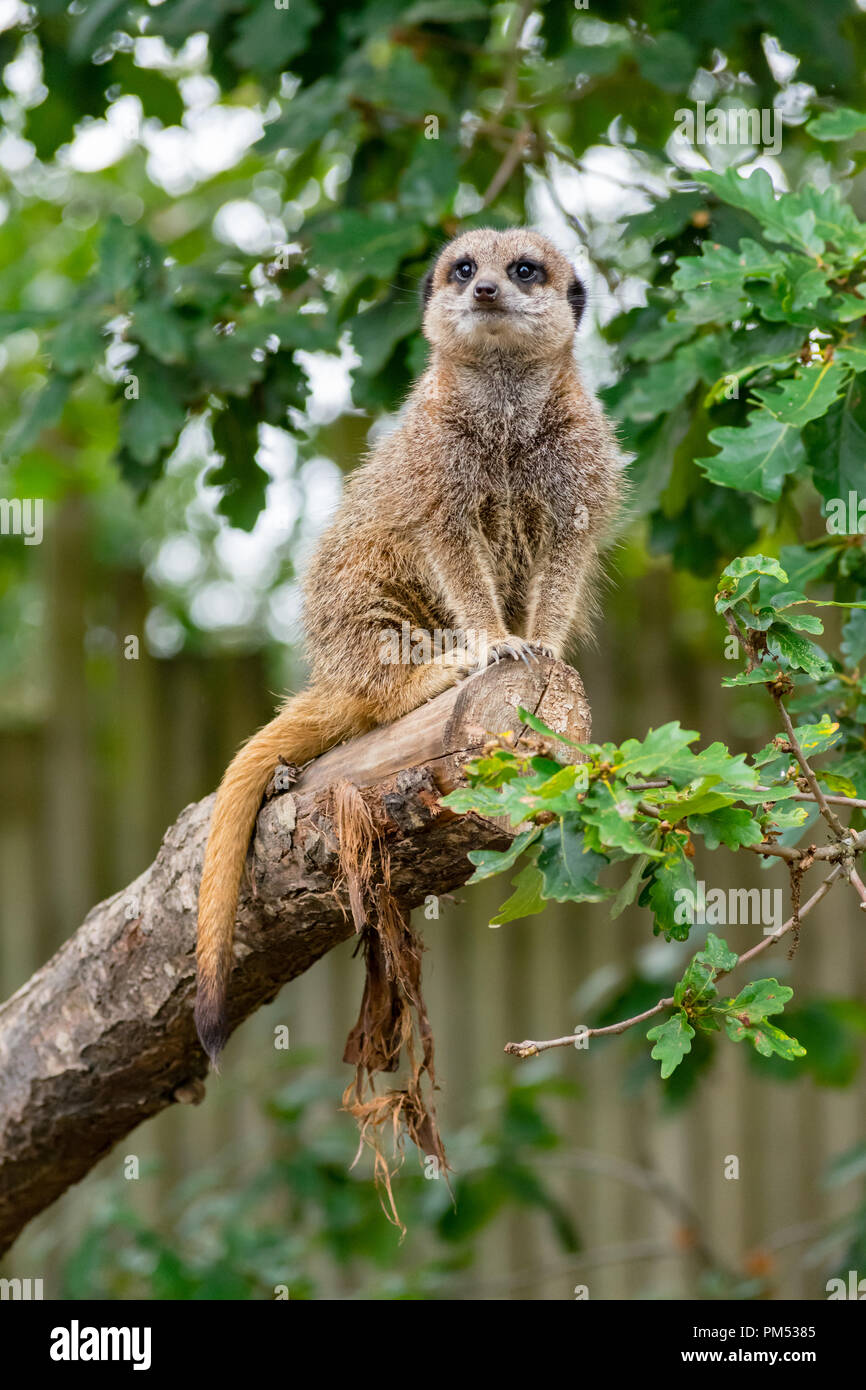 A Meerkat on lookout Stock Photo